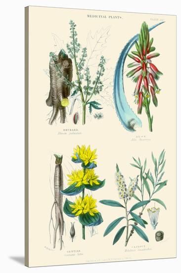 Medicinal Plants. Rhubarb, Aloe, Gentian, Cajeput-William Rhind-Stretched Canvas