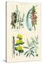 Medicinal Plants. Rhubarb, Aloe, Gentian, Cajeput-William Rhind-Stretched Canvas