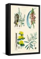 Medicinal Plants. Rhubarb, Aloe, Gentian, Cajeput-William Rhind-Framed Stretched Canvas