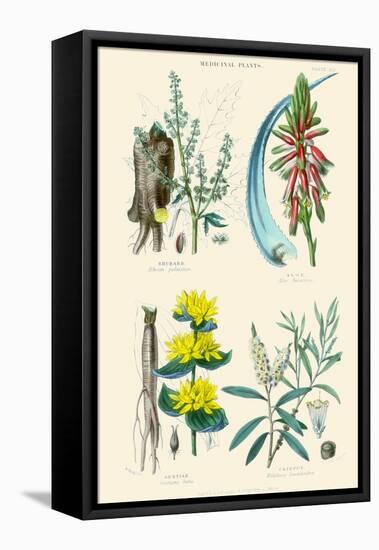 Medicinal Plants. Rhubarb, Aloe, Gentian, Cajeput-William Rhind-Framed Stretched Canvas
