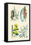 Medicinal Plants. Rhubarb, Aloe, Gentian, Cajeput-William Rhind-Framed Stretched Canvas