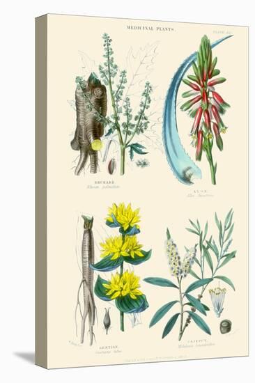 Medicinal Plants. Rhubarb, Aloe, Gentian, Cajeput-William Rhind-Stretched Canvas