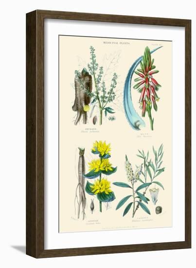 Medicinal Plants. Rhubarb, Aloe, Gentian, Cajeput-William Rhind-Framed Art Print