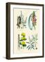 Medicinal Plants. Rhubarb, Aloe, Gentian, Cajeput-William Rhind-Framed Art Print