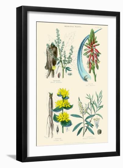 Medicinal Plants. Rhubarb, Aloe, Gentian, Cajeput-William Rhind-Framed Art Print