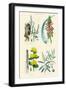 Medicinal Plants. Rhubarb, Aloe, Gentian, Cajeput-William Rhind-Framed Art Print