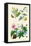 Medicinal Plants. Senna, Colocynth, Jalap, Castor Oil-William Rhind-Framed Stretched Canvas