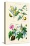 Medicinal Plants. Senna, Colocynth, Jalap, Castor Oil-William Rhind-Stretched Canvas