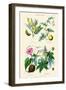 Medicinal Plants. Senna, Colocynth, Jalap, Castor Oil-William Rhind-Framed Art Print