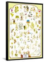 Medicinal Plants-null-Framed Poster