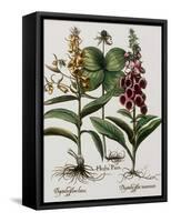 Medicinal Plants-Georgette Douwma-Framed Stretched Canvas