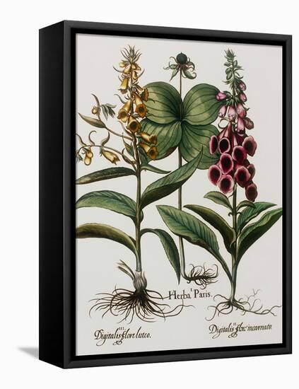 Medicinal Plants-Georgette Douwma-Framed Stretched Canvas