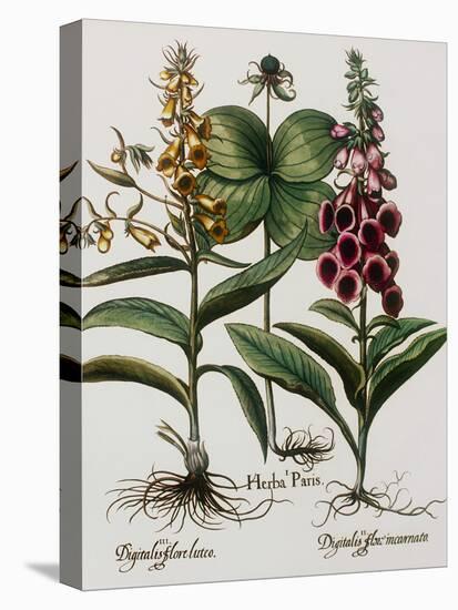 Medicinal Plants-Georgette Douwma-Stretched Canvas