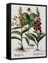 Medicinal Plants-Georgette Douwma-Framed Stretched Canvas