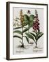 Medicinal Plants-Georgette Douwma-Framed Premium Photographic Print