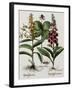 Medicinal Plants-Georgette Douwma-Framed Premium Photographic Print