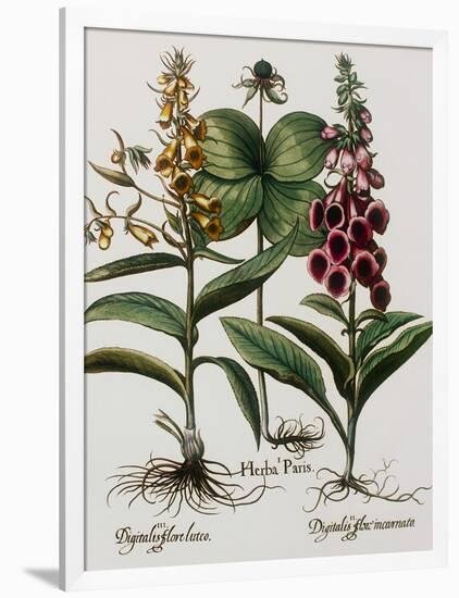 Medicinal Plants-Georgette Douwma-Framed Photographic Print