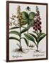 Medicinal Plants-Georgette Douwma-Framed Photographic Print