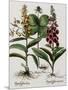 Medicinal Plants-Georgette Douwma-Mounted Photographic Print