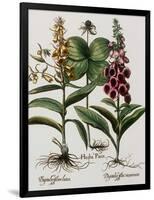 Medicinal Plants-Georgette Douwma-Framed Photographic Print