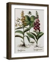 Medicinal Plants-Georgette Douwma-Framed Photographic Print