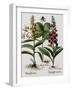 Medicinal Plants-Georgette Douwma-Framed Photographic Print