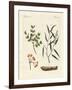 Medicinal Plants-null-Framed Giclee Print