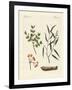 Medicinal Plants-null-Framed Giclee Print