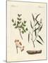 Medicinal Plants-null-Mounted Giclee Print