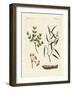 Medicinal Plants-null-Framed Giclee Print