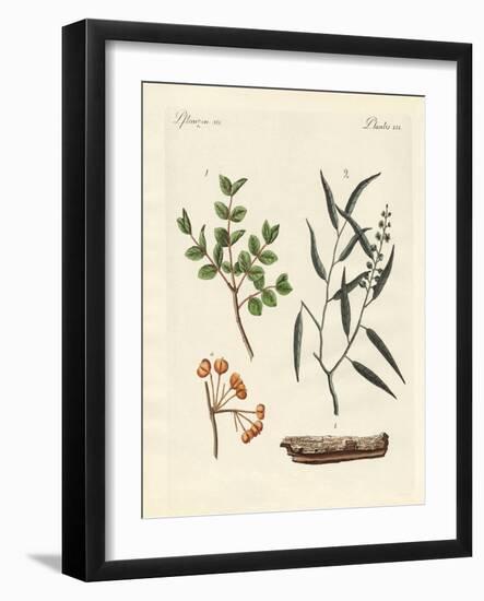 Medicinal Plants-null-Framed Giclee Print