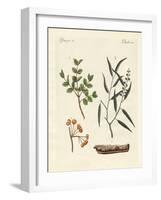 Medicinal Plants-null-Framed Giclee Print