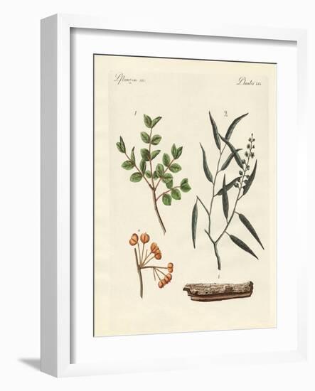 Medicinal Plants-null-Framed Giclee Print