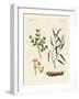 Medicinal Plants-null-Framed Giclee Print