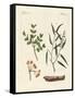 Medicinal Plants-null-Framed Stretched Canvas