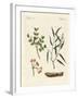 Medicinal Plants-null-Framed Giclee Print