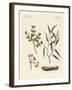 Medicinal Plants-null-Framed Giclee Print