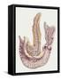 Medicine: Human Body, Duodenum and Pancreas-null-Framed Stretched Canvas