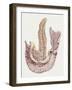 Medicine: Human Body, Duodenum and Pancreas-null-Framed Giclee Print