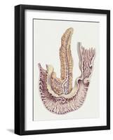 Medicine: Human Body, Duodenum and Pancreas-null-Framed Giclee Print