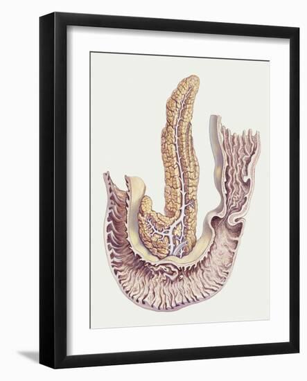 Medicine: Human Body, Duodenum and Pancreas-null-Framed Giclee Print