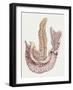 Medicine: Human Body, Duodenum and Pancreas-null-Framed Giclee Print