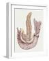 Medicine: Human Body, Duodenum and Pancreas-null-Framed Giclee Print