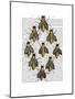 Medieval Bees-Fab Funky-Mounted Art Print