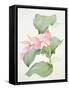 Medinilla Magnifica-Sarah Creswell-Framed Stretched Canvas