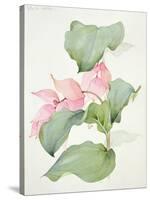 Medinilla Magnifica-Sarah Creswell-Stretched Canvas