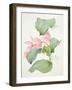 Medinilla Magnifica-Sarah Creswell-Framed Giclee Print