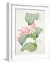 Medinilla Magnifica-Sarah Creswell-Framed Giclee Print