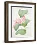 Medinilla Magnifica-Sarah Creswell-Framed Giclee Print