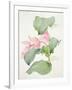 Medinilla Magnifica-Sarah Creswell-Framed Giclee Print